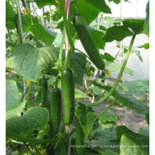 HCU07 Beishou 14 до 16см в длину,партенокарпы F1 гибрид огурца семена с высокой урожайностью в помещении